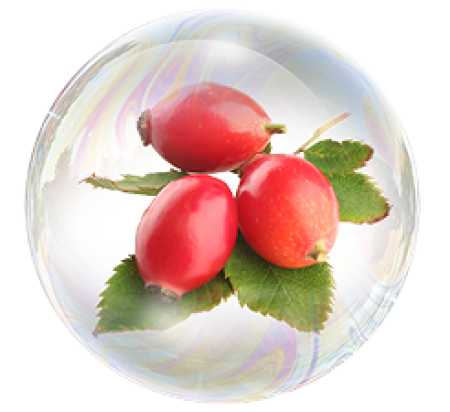 Экстракт шиповника