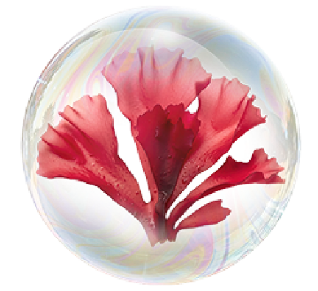 Красная водоросль