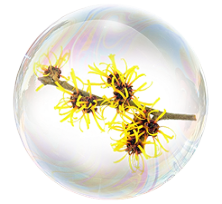 Экстракт гамамелиса